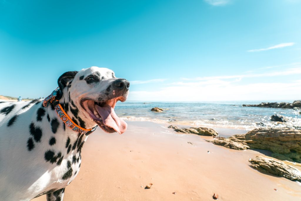 playas para perros, perro en una playa